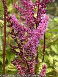 Attēlu rezultāti vaicājumam “Astilbe chinensis flower”