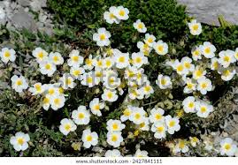 Attēlu rezultāti vaicājumam “Helianthemum x hybridum flower”