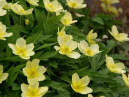Attēlu rezultāti vaicājumam “Anemone x lipsiensis leaf”