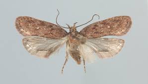 Attēlu rezultāti vaicājumam “Depressaria olerella”