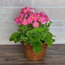 Image result for Primula obconica