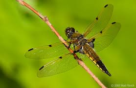 Attēlu rezultāti vaicājumam “Libellula quadrimaculata”