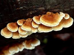 Attēlu rezultāti vaicājumam “Plicaturopsis crispa”