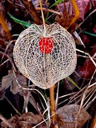 Image result for Lampionblume