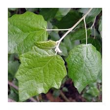 Attēlu rezultāti vaicājumam “Populus x canescens”