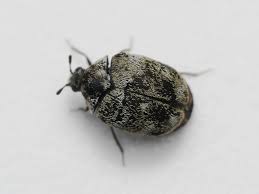 Attēlu rezultāti vaicājumam “Anthrenus verbasci”