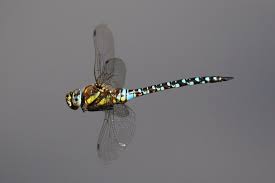 Attēlu rezultāti vaicājumam “Aeshna mixta male”