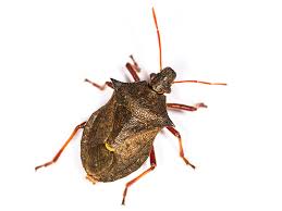 Attēlu rezultāti vaicājumam “Picromerus bidens”