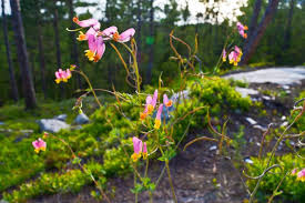 Attēlu rezultāti vaicājumam “Hymenoscyphus fructigenus var. coryli”