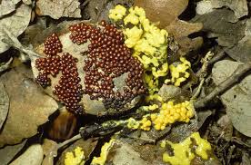 Attēlu rezultāti vaicājumam “Leocarpus fragilis”