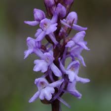 Attēlu rezultāti vaicājumam “Gymnadenia conopsea leaf”