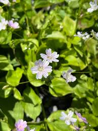 Attēlu rezultāti vaicājumam “Claytonia sibirica flower”
