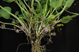 Attēlu rezultāti vaicājumam “Viola collina”