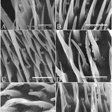 Attēlu rezultāti vaicājumam “Trichia longipalpis”