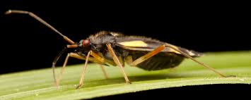 Attēlu rezultāti vaicājumam “Dryophilocoris flavoquadrimaculatus”