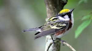 Image result for Dendroica pensylvanica