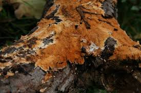 Attēlu rezultāti vaicājumam “Steccherinum fimbriatum”