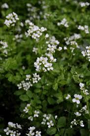 Attēlu rezultāti vaicājumam “Cardamine amara flower”
