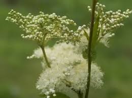 Attēlu rezultāti vaicājumam “Filipendula ulmaria  flower”
