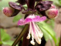 Attēlu rezultāti vaicājumam “Ocimum basilicum flower”