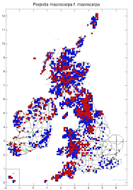 Attēlu rezultāti vaicājumam “Porpidia macrocarpa”