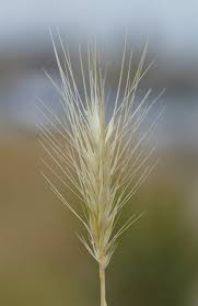 Attēlu rezultāti vaicājumam “Hordeum jubatum”