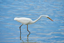 Attēlu rezultāti vaicājumam “Egretta alba adult”