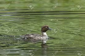 Attēlu rezultāti vaicājumam “Bucephala clangula female”