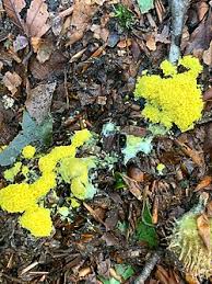 Attēlu rezultāti vaicājumam “Fuligo septica var. septica”