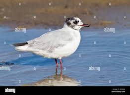 Attēlu rezultāti vaicājumam “Larus minutus”