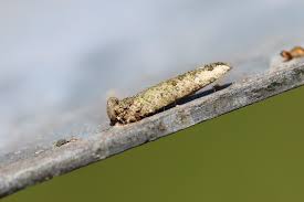 Attēlu rezultāti vaicājumam “Taleporia tubulosa”