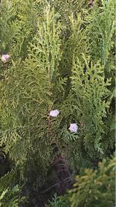 Attēlu rezultāti vaicājumam “Thuja occidentalis flower”