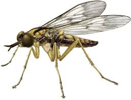 Attēlu rezultāti vaicājumam “Therevidae”