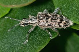 Attēlu rezultāti vaicājumam “Rhagium inquisitor”