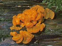 Attēlu rezultāti vaicājumam “Dacrymyces chrysospermus spores”