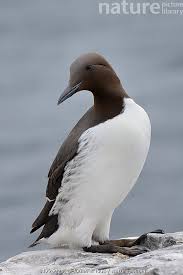 Image result for Uria aalge