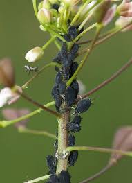 Attēlu rezultāti vaicājumam “Aphis fabae”