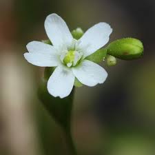 Attēlu rezultāti vaicājumam “Drosera rotundifolia flower”