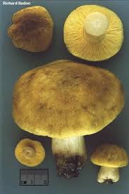 Attēlu rezultāti vaicājumam “Tricholoma flavovirens”