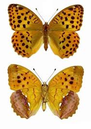 Attēlu rezultāti vaicājumam “Argynnis laodice female”