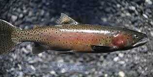 Image result for Oncorhynchus