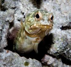 Attēlu rezultāti vaicājumam “Tubifera applanata sessile”