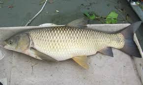 Image result for Ctenopharyngodon idella