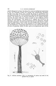 Attēlu rezultāti vaicājumam “Cribraria aurantiaca spores”