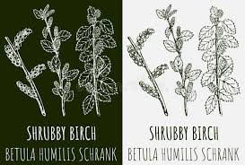 Attēlu rezultāti vaicājumam “Betula humilis”