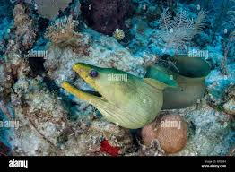Image result for Gymnothorax funebris