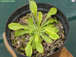 Attēlu rezultāti vaicājumam “Primula farinosa leaf”