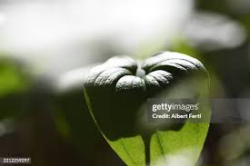 Attēlu rezultāti vaicājumam “Maianthemum bifolium bud”