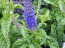 Attēlu rezultāti vaicājumam “Veronica longifolia bud”