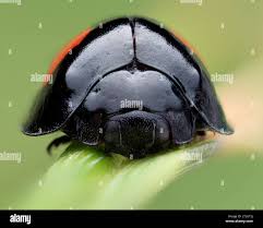 Attēlu rezultāti vaicājumam “Chilocorus renipustulatus”